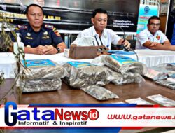 Ungkap 7 Kasus Narkotika, BNNP NTB Musnahkan 4,4 Kg Ganja