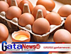 Tingginya Harga Telur, Petarung NTB Sediakan Telur Subsidi