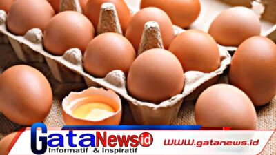 Tingginya Harga Telur, Petarung NTB Sediakan Telur Subsidi