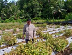 Biaya Produksi Naik Syahrul Petani Aceh Selatan Berharap Pemerintah Berikan Perhatian Pada Petani