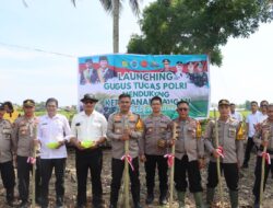 MANFAATKAN PEKARANGAN YANG KOSONG, AKBP MUH. HUSNI TANAM JAGUNG DI LAHAN MILIK MAPOLSEK BONE-BONE