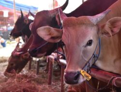 Berinovasi, Lazismu Aceh Akan Sediakan Daging Qurban Berbentuk Kemasan