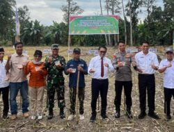 Polres Luwu Utara Tanam Jagung Serentak, Dukung Ketahanan Pangan Nasional