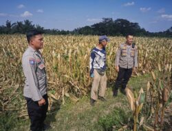 Kapolsek Lingsar Ajak Petani Jagung Jaga Ketahanan Pangan
