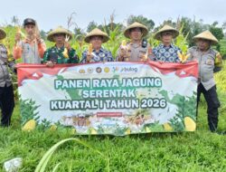 Polsek Narmada Panen Raya Jagung, Dukung Swasembada Pangan 2026