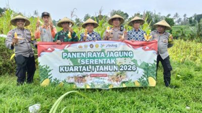 Polsek Narmada Panen Raya Jagung, Dukung Swasembada Pangan 2026