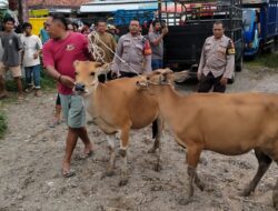 Sapi Milik Warga Gunungsari Raib, Polisi Sisir Pasar Hewan Selagalas