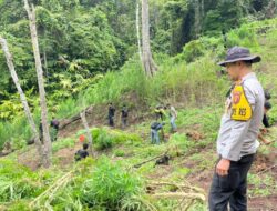 PENEMUAN LADANG GANJA 3 HEKTAR DI KABUPATEN EMPAT LAWANG, 8 KARUNG SIAP EDAR DIAMANKAN
