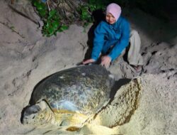 PLN UIW NTB Ajak Warga Talonang Baru Jaga Penyu Mawil Lewat Aksi Nyata