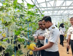 Panen Melon SAE, Rutan Kelas I Palembang Wujudkan Pembinaan Produktif dan Dukung Ketahanan Pangan