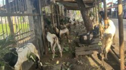 Penjualan Kambing Kurban Di Pancor Meningkat Jelang Iduladha 1447 H
