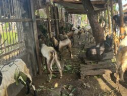 Penjualan Kambing Kurban Di Pancor Meningkat Jelang Iduladha 1447 H