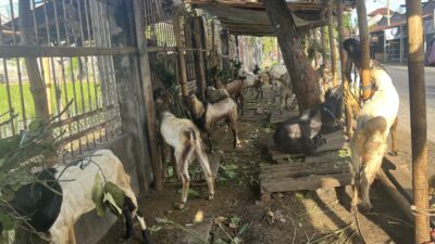 Penjualan Kambing Kurban Di Pancor Meningkat Jelang Iduladha 1447 H