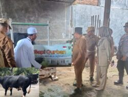 Polsek Gunungsari Kawal Penyaluran Sapi Qurban Presiden Prabowo
