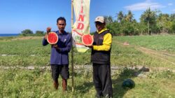 Nekat Bertani di Lahan Kering Lombok Timur, Pemuda Surabaya Ini Panen 45 Ton Semangka