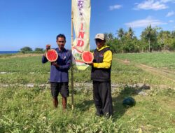 Nekat Bertani di Lahan Kering Lombok Timur, Pemuda Surabaya Ini Panen 45 Ton Semangka