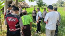 Warga Temukan Jenazah Petani di Sawah, Polsek Narmada Lakukan Olah TKP