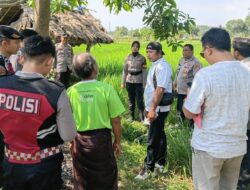 Warga Temukan Jenazah Petani di Sawah, Polsek Narmada Lakukan Olah TKP