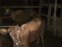Bhabinkamtibmas Polsek Lingsar dan Warga Kejar Dugaan Maling Sapi