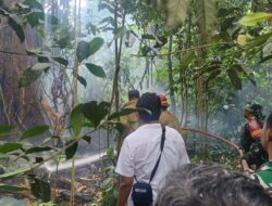 Damkar Dikerahkan Tangani Kebakaran Pohon Pule di Hutan Suranadi