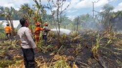 Rumput Gajah Mendadak Terbakar di Terara Api Nyaris Merembet ke Lahan Warga